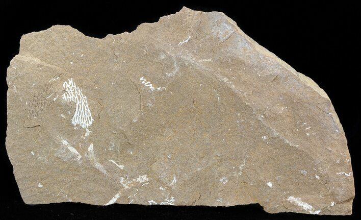 Ordovician Bryozoans (Chasmatopora) Plate - Estonia #49991